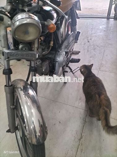 Honda 67 cực đẹp