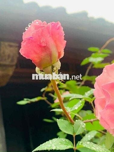 Cho Thuê NHÀ ĐÚC 3 Lầu MT Lê Lâm : 3,8 x 20 nhà mới tinh : 4 PN