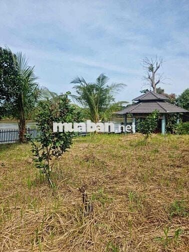 Chính chủ cần bán vườn bưởi tại Tân Uyên View sông Đồng Nai