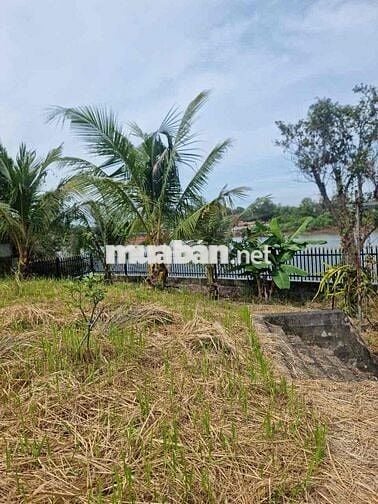 Chính chủ cần bán vườn bưởi tại Tân Uyên View sông Đồng Nai