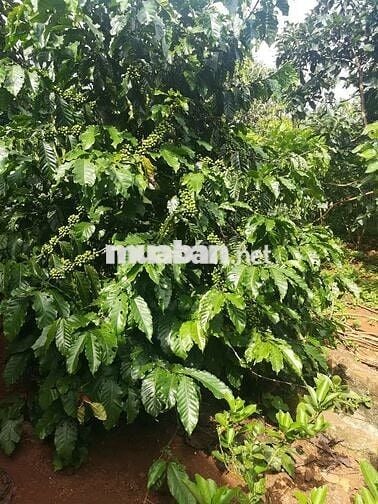 Bán đất nông nghiệp Lâm Đồng, 4,5 tỷ