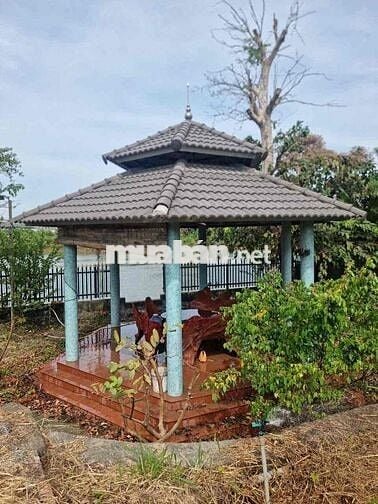 Chính chủ cần bán vườn bưởi tại Tân Uyên View sông Đồng Nai