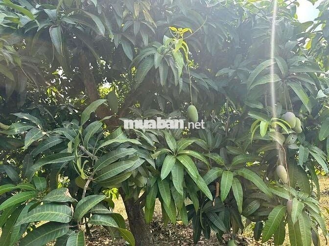 BÁN ĐẨT MẶT TIỀN ĐƯỜNG NGUYỄN VĂN TRỖI -THỦ DẦU MỘT 120 M2 GIÁ 860tr