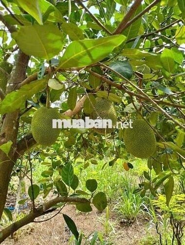 BÁN ĐẨT MẶT TIỀN ĐƯỜNG NGUYỄN VĂN TRỖI -THỦ DẦU MỘT 120 M2 GIÁ 860tr