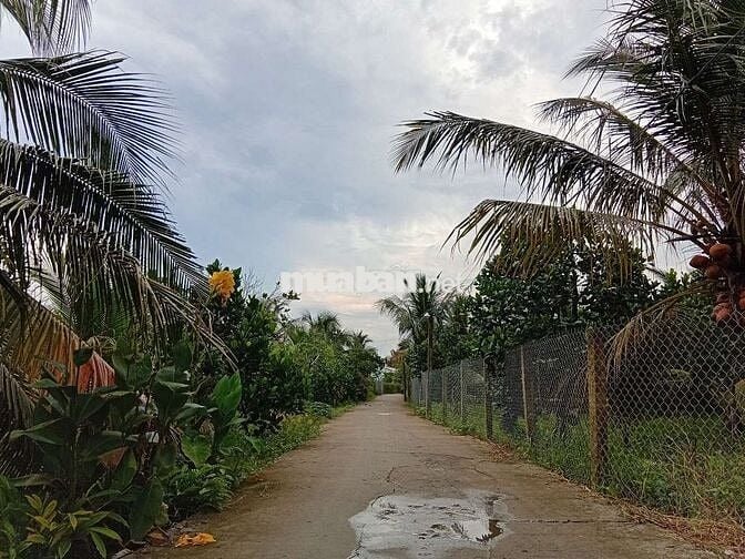 Bán lô đất trồng cây ăn quả 4100m2 đường 92CQ+5FW Cái Bè, Tiền Giang