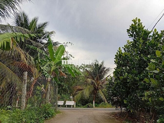 Bán lô đất trồng cây ăn quả 4100m2 đường 92CQ+5FW Cái Bè, Tiền Giang
