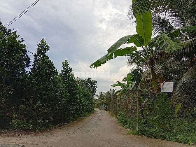 Bán lô đất trồng cây ăn quả 4100m2 đường 92CQ+5FW Cái Bè, Tiền Giang