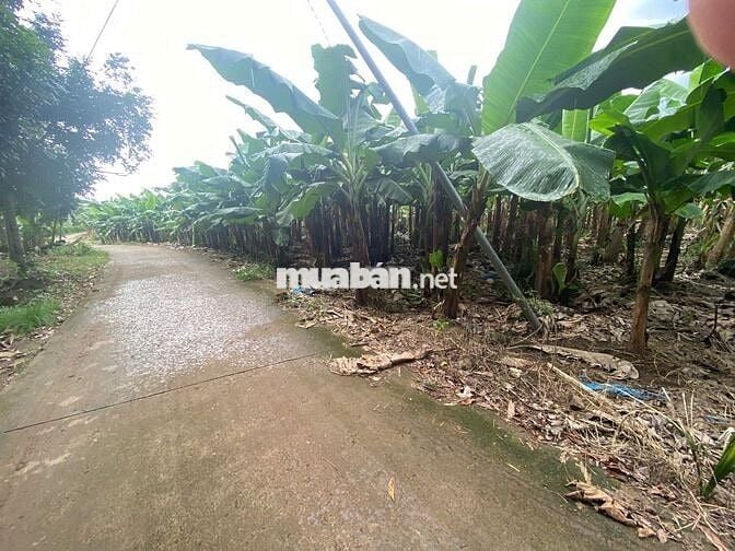 CHỈ 1,4 TỶ SỞ HỮU NGAY LÔ ĐẤT 3500M2 ĐÃ TÁCH RA 03 SỔ