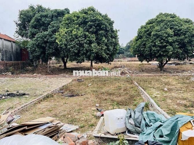 BÁN 60M ĐẤT THÁI LAI MINH TRÍ ĐƯỜNG ĐI SÂN GOLD HÀ NỘI .OTO QUA ĐẤT