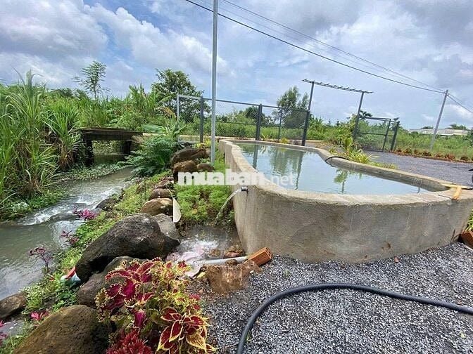 Tôi Cần bán GẤP Căn Nhà 850m2 đất vườn có sẵn căn nhà nhỏ