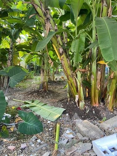 BÁN ĐẤT ĐƯỜNG VĨNH PHÚ 2 VỚI GIÁ 9.3 TỶ