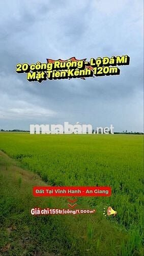 20 công ruộng, xe 2 bánh tới đất, mặt tiền kênh 120m