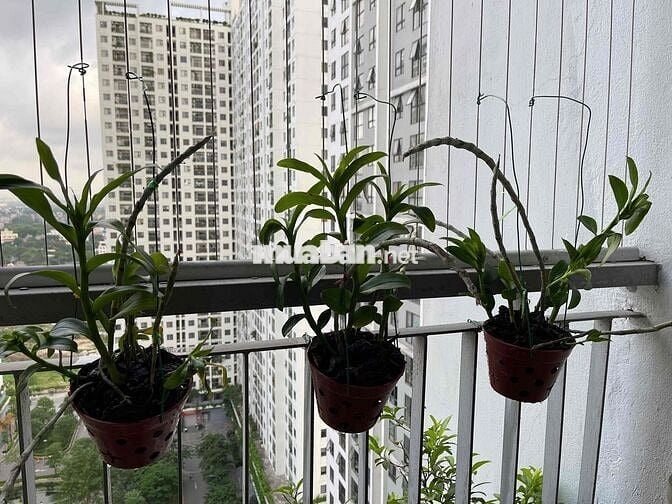 Căn hộ 80m2 3PN N05 Ecohome3 Bắc Từ Liêm