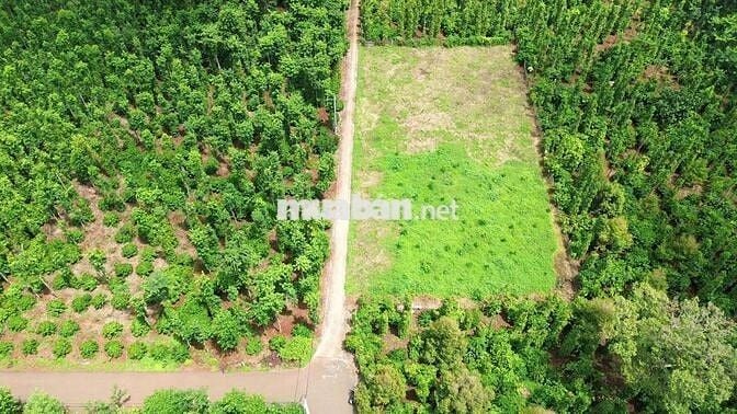 Bán đất giá rẻ công nhân tại xã kim long tp Hồ Chí Minh.