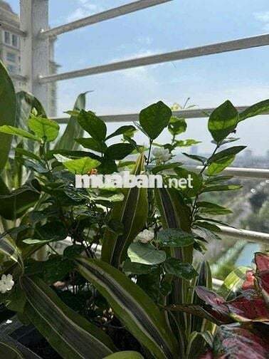 Căn hộ khu VIP phường Giảng Võ 2pn nhỉnh 6đ