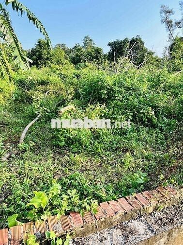 Đất thổ cư mặt tiền đường nhựa (20m x 69m)