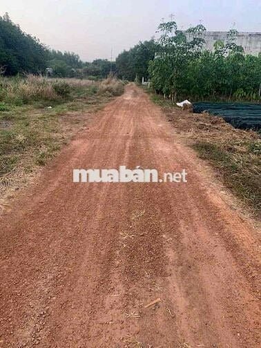 BÀU BÀNG 125M2 ĐẤT THỔ CƯ GIÁ 450 TRIỆU