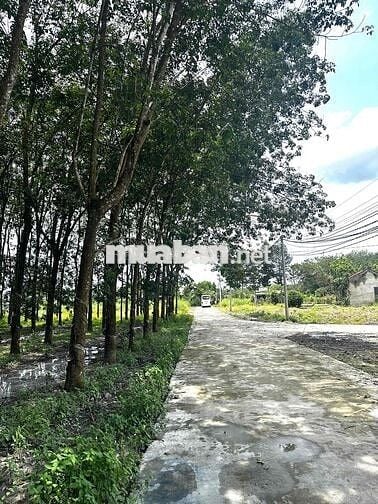 BÁN NHANH LÔ ĐẤT TRONG KCN MINH HƯNG 3 175M2 GIÁ 600TR SHR