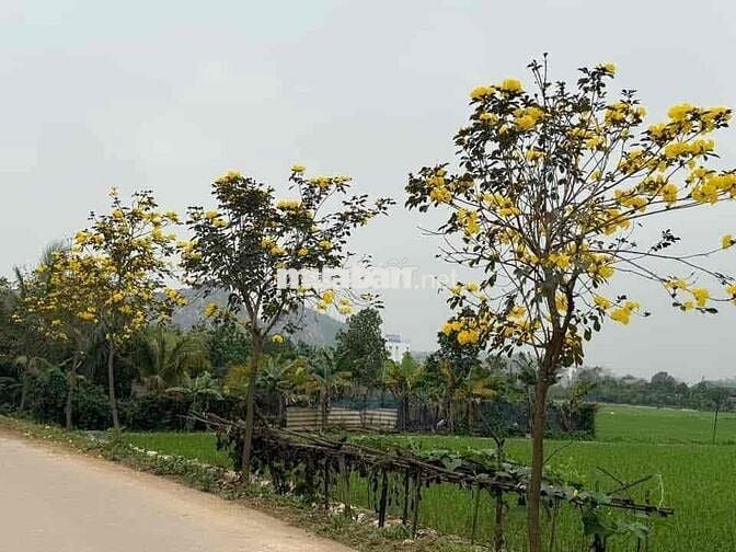 Đất nông nghiệp 360m2 trên đường Phụng Châu, phường Chương Mỹ HN