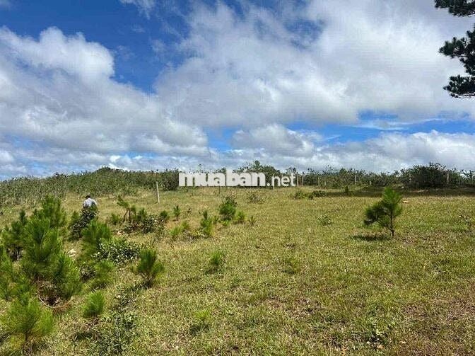 💥 5500m2 SRNN Đa Nhim, Lạc Dương, cách Đà Lạt 27km giá tốt đầu tư