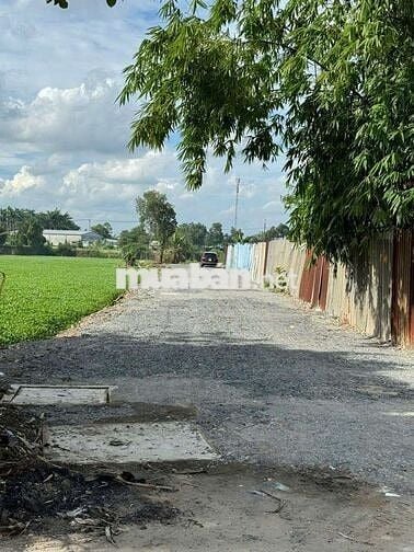 ĐẤT NHỊ BÌNH 4, DIỆN TÍCH:4200m2, SỔ HỒNG RIÊNG, CHỈ 4.5 TRIỆU/m2