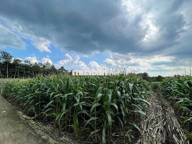 🌿 BÁN ĐẤT XÃ XUÂN TÂY – HUYỆN CẨM MỸ – ĐỒNG NAI 🌿  📍 Vị trí: Xã Xuân T