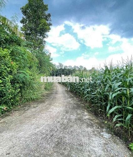 🌿 BÁN ĐẤT XÃ XUÂN TÂY – HUYỆN CẨM MỸ – ĐỒNG NAI 🌿  📍 Vị trí: Xã Xuân T