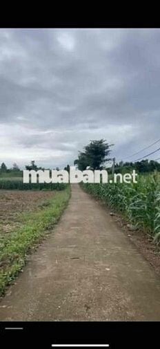 🌿 BÁN ĐẤT XÃ LÂM SAN – HUYỆN CẨM MỸ – ĐỒNG NAI 🌿  📍 Vị trí: Xã Lâm San