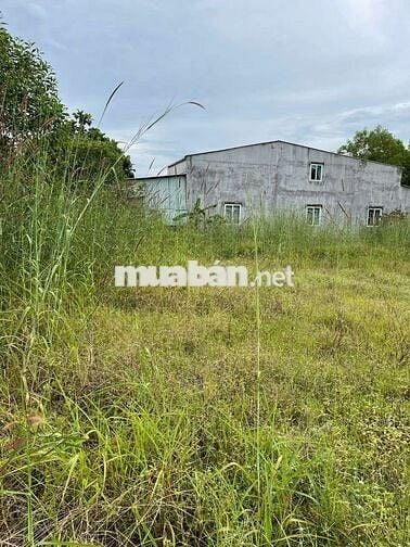 Chính chủ cần bán đất ấp Nhân Trung, 556m giá 2 tỷ 9, có thương lượng