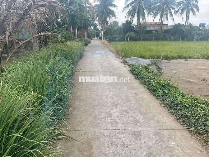 Đất phước vân thích hợp làm nhà vườn