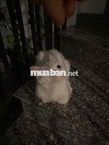 Tìm nữ ở ghép phòng ban công trong nhà nguyên căn