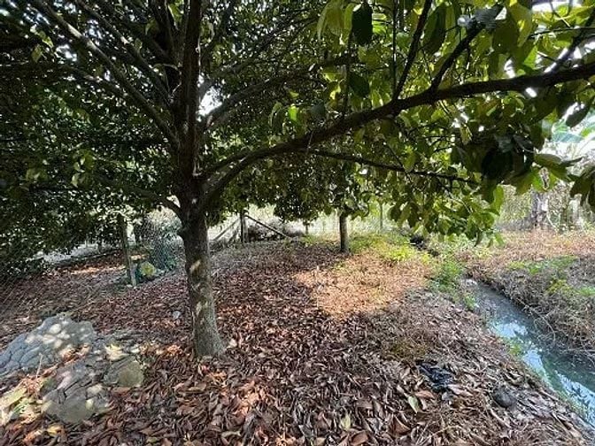 Công ty Đấu giá hợp danh Lam Sơn Sài Gòn THÔNG BÁO ĐẤU GIÁ TÀI SẢN