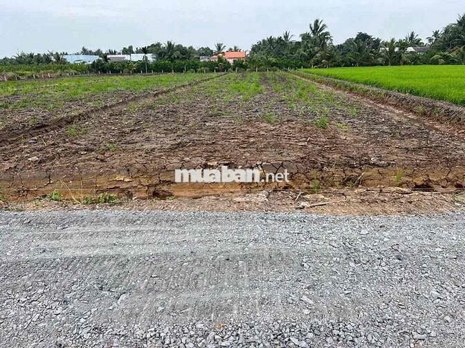 đất vườn Bình Đức Bến Lức Long An