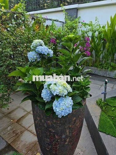 Biệt thự khủng 952m2 2 tầng ( 17m x 60m) Hồ bơi. Sân Vườn Lê Thị Riêng