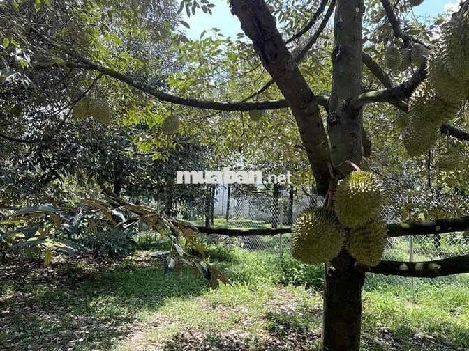 THANH LÍ BÁN RA LÔ ĐẤT 1000M2 THỔ CƯ SẴN 300M2 CÓ NHÀ, CÓ VƯỜN