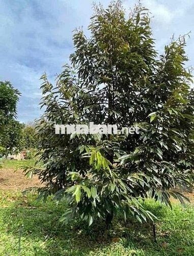 THANH LÍ BÁN RA LÔ ĐẤT 1000M2 THỔ CƯ SẴN 300M2 CÓ NHÀ, CÓ VƯỜN