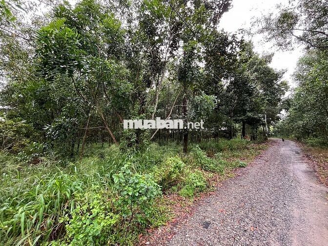 Bán đất vườn đường xe he hơi, sát Vành Đai 3, khu dân cư chỉ 4,7 tỷ