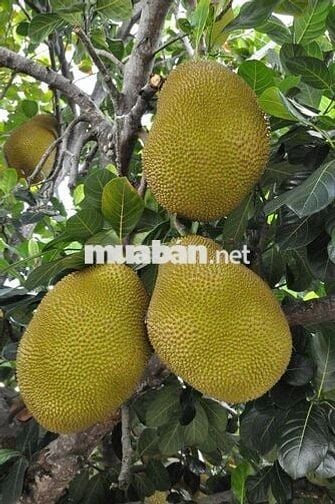 Bán đất vườn Long Khánh, vị trí đẹp ngay Bình Lộc Cây Da