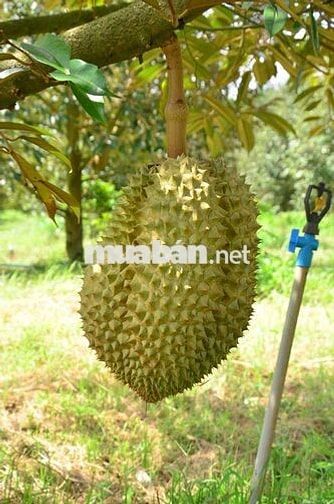 Bán đất vườn Long Khánh, vị trí đẹp ngay Bình Lộc Cây Da