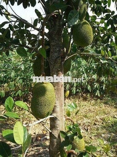 Bán đất vườn Long Khánh, vị trí đẹp ngay Bình Lộc Cây Da