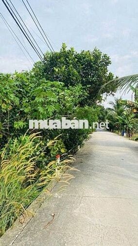 Bán đất vườn Long Khánh, vị trí đẹp ngay Bình Lộc Cây Da