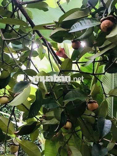 Bán đất vườn Long Khánh, vị trí đẹp ngay Bình Lộc Cây Da