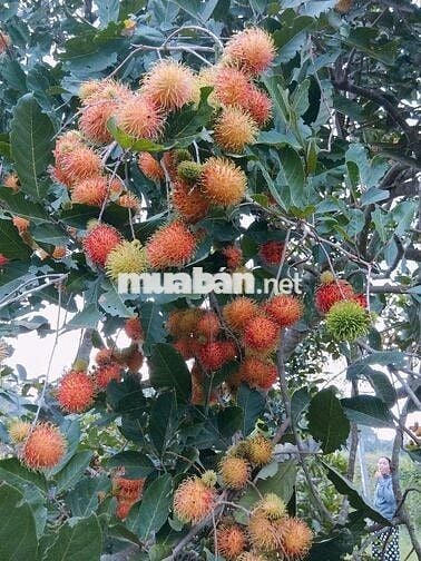 Bán đất vườn Long Khánh, vị trí đẹp ngay Bình Lộc Cây Da