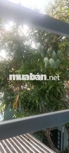 Cho thuê căn hộ cao cấp giá sinh viên