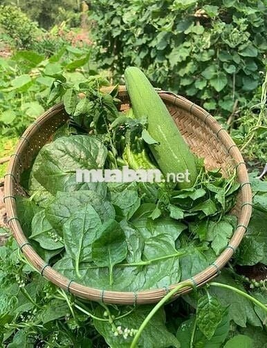 Chị em cần bán gấp lô đất vườn view hồ trị an giá rẻ 733tr tại ĐQ