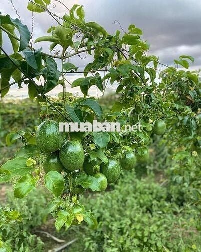 Chị em cần bán gấp lô đất vườn view hồ trị an giá rẻ 733tr tại ĐQ