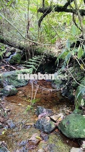 Chị em cần bán gấp lô đất vườn view hồ trị an giá rẻ 733tr tại ĐQ