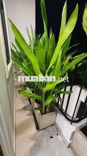 NHỈNH 6 TỶ , TÂN PHÚ , HXH, 60m2, 3 TẦNG, 4 PN full nội thất