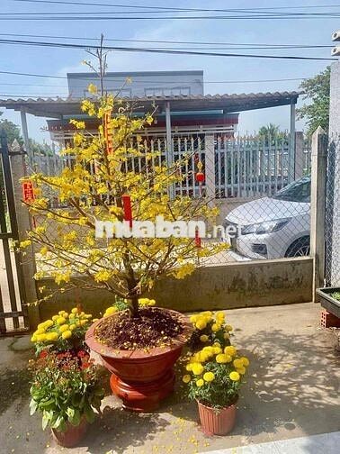 Bán Đất Đô Thị Phường 5 Chính Chủ tặng nhà cấp 4 nhỏ