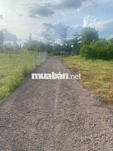 cần bán 1 sào 2 mặt đường bê tông cách nhựa số 6 Bàu Trâm 200m